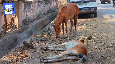 Horse Colt Found Dead on Sangli-Miraj Road