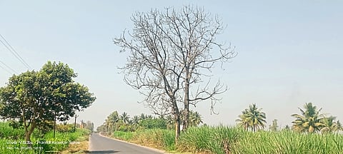 मांडवगण रस्त्यालगत वठलेले झाड हटवा