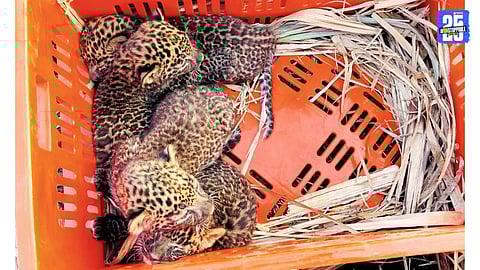 Leopard cubs found inside a Satara apartment as mother leopard roams nearby; forest officials begin rescue operation.