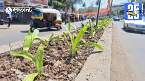 Beautiful flower gardens in Satara dividers bloom with vibrant colors, thanks to an efficient watering and maintenance plan.