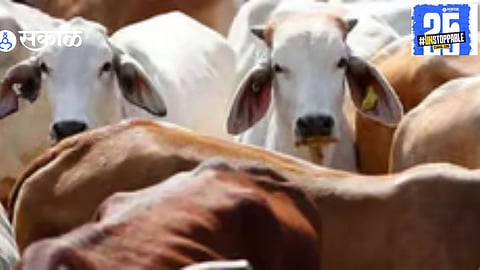 Junnar Police Raid: Huge Quantity of Beef and Cattle Seized During Operation