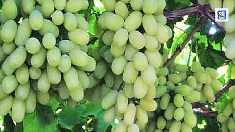 Rising Demand for Indian Grapes in the International Market