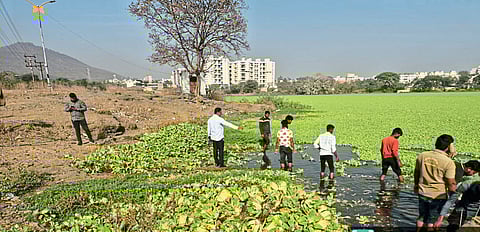तळेगावातील ऐतिहासिक तळ्यातील 
जलपर्णी काढण्यास सुरुवात