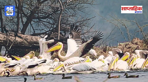 Birdwatching Delights