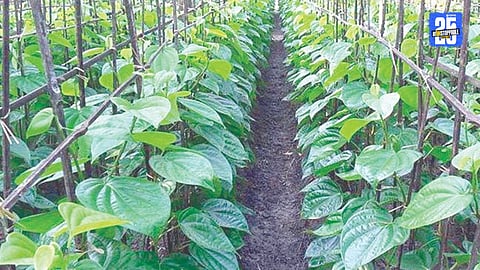 Betel Farms