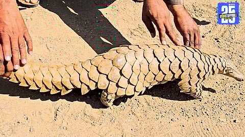 Wildlife Trafficking