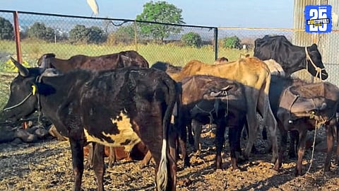 Cattle Rescue