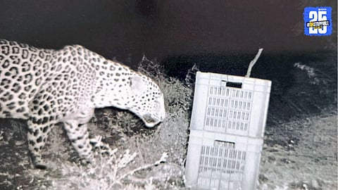 Leopard News 