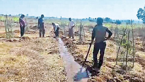 ऐन उन्हाळ्यात बहरले ‘बेलवन’