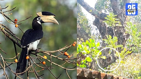 Malabar Pied Hornbill Bird