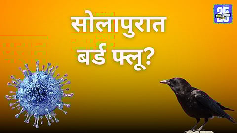 Solapur Bird Flu News