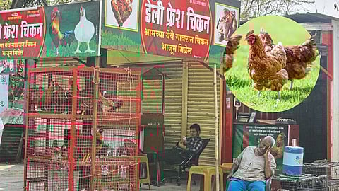 Solapur Bird Flu