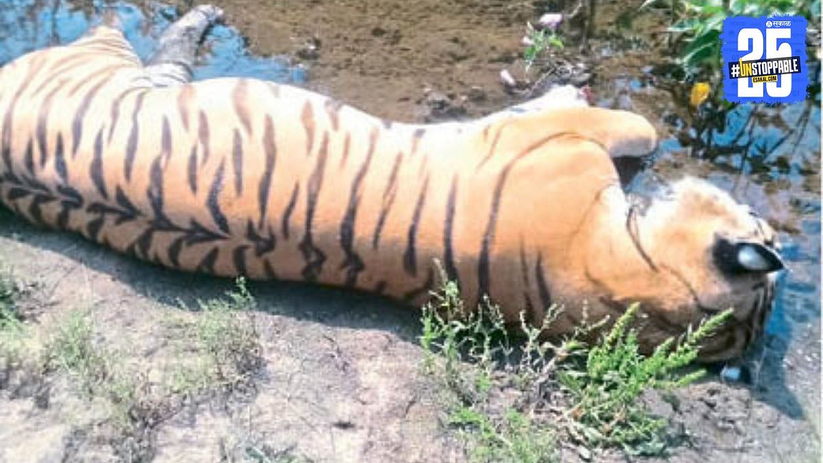 Tiger Poaching : वाघाच्या शिकार प्रकरणात दोघे ता ब्यात; जादूटोणा ...