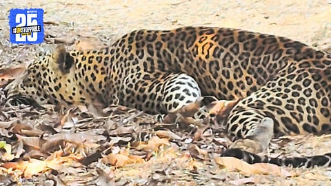 Leopard Dies in Ratnagiri