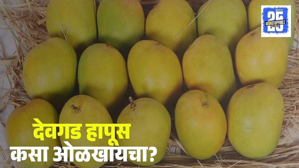 How to identify real Devgad Hapus | खरा देवगड हापूस ओळखणं सोप होणार