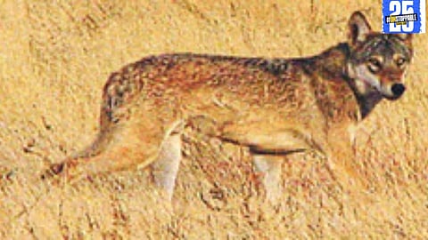 Victims of the deadly wolf attack in Dudhebavi receiving medical care at the local health center.