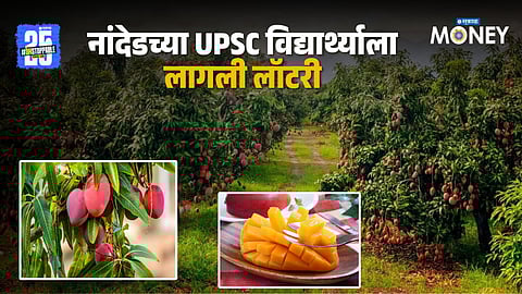 World's Costliest Miyazaki Mangoes In Bhosi Village