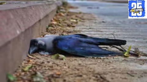 Crows continue to die from bird flu in Maharashtra, prompting the continuation of chicken restrictions and further testing to monitor the outbreak.