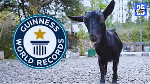 Karumbi World shortest living goat in Kerala