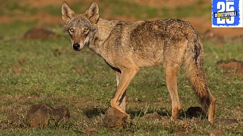 Maan Taluka to conduct Maharashtra’s first extensive wolf protection research, involving 25 villages in conservation efforts.