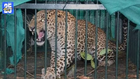 Leopard Captured