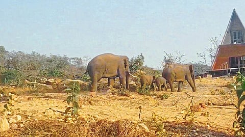 ऐन काजूच्या हंगामात हत्तींमुळे दहशत, नुकसानीच्या भीतीमुळे शेतकरी चिंतेत; शिरवल परिसरात तिसऱ्यांदा हत्तींचा कळप दाखल 