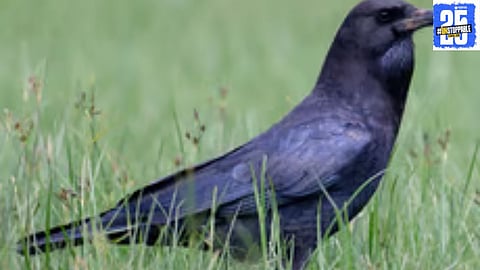 District Collector Kumar Ashirwad addresses the media, announcing positive measures for Chowpatty and the decline in crow deaths in Solapur.