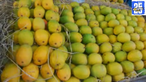 Hapus mango arrivals rise at Vashi APMC, but high prices continue to keep common consumers waiting for more affordable rates.