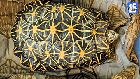 Star Tortoise