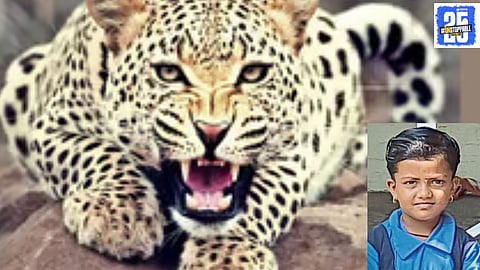 Scene from the area where a leopard attacked and killed a 7-year-old girl, leading to widespread fear in Dhangarwadi, Wadi, and Dighi.
