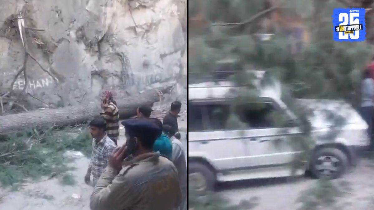 झाड गाड्यांवर कोसळून ६ जणांचा मृत्यू, ३ पर्यटकांचा समावेश; अनेकजण जखमी