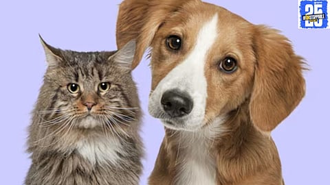 "District Council approves ₹10 lakh fund for pet vaccination, aiming to enhance animal welfare and public health.