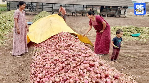 Onion Export Tax Scrapped, But Farmers Confused Over Delay in Execution