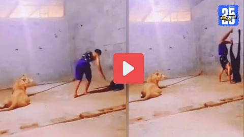 Lion Attack Viral video