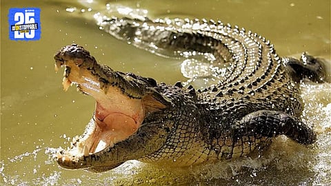 Crocodile Attack