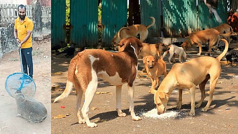 Chiplun Dog Sterilization Drive