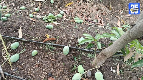 Hailstorm Hits Ghatnandur Heavy Loss to Mango