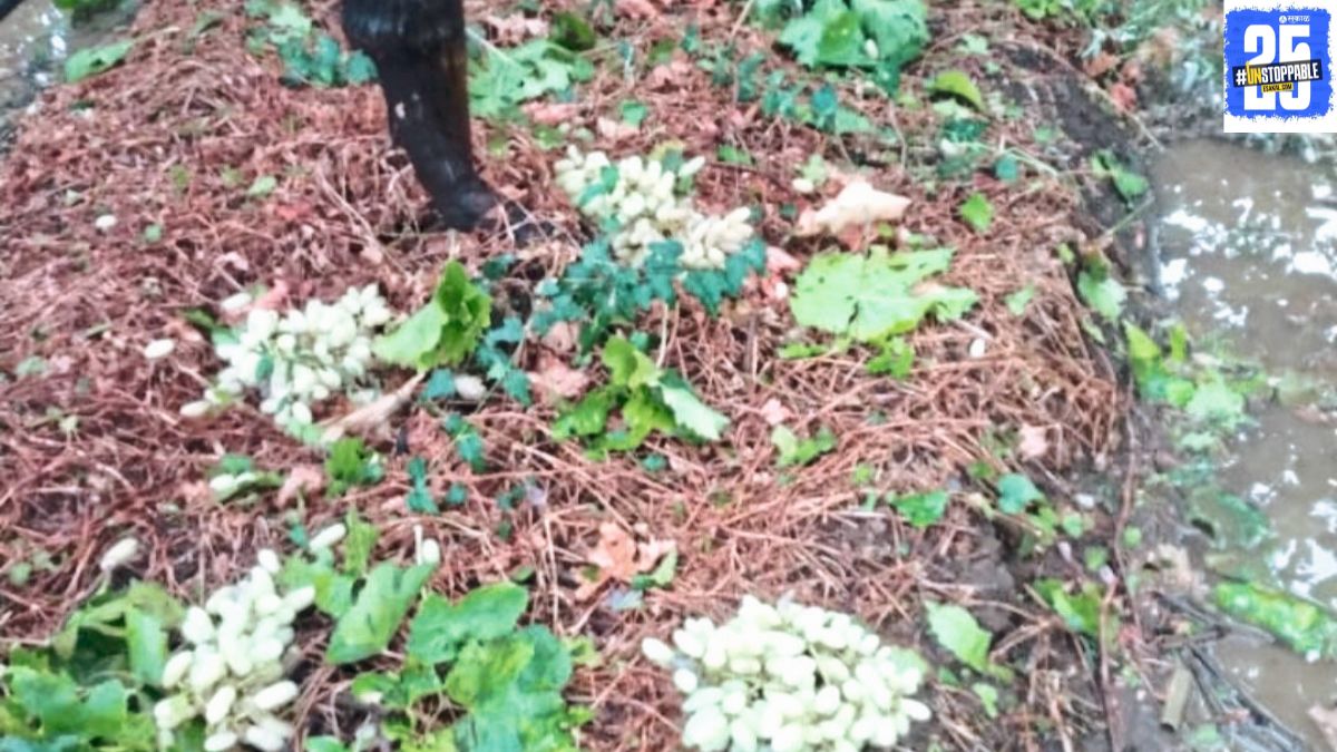 "Barshi farmers assess the damage caused by unseasonal rains, which have devastated crops like mangoes, grapes, jowar, and onions."