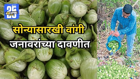 Brinjal Price