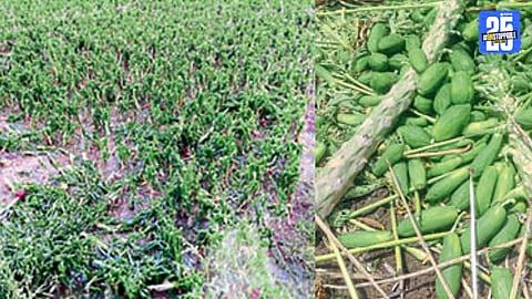 Agricultural News
