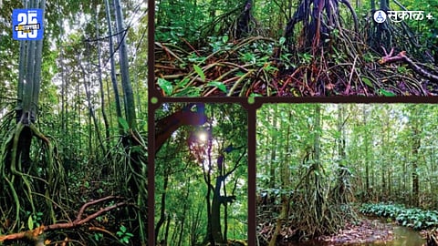 Devrai- Sacred Forests