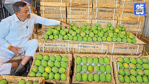 Hapus Mango in vashi market