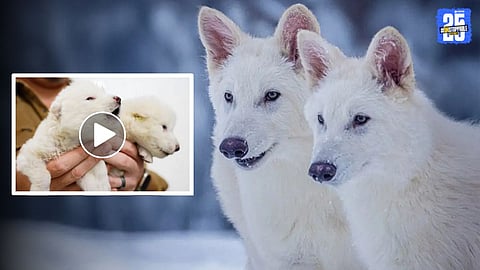 Watch video Colossal Biosciences Revives Dire Wolves