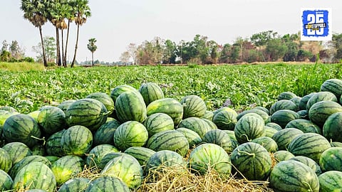 Watermelon Cultivation