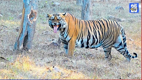 Maharashtra Wildlife