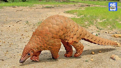 Pangolin Smuggling
