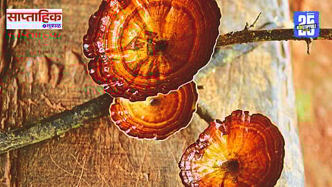 western ghat biodiversity