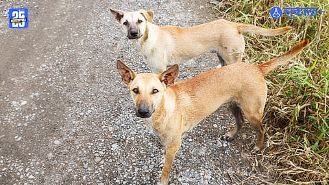 Stray Dog Health Issues