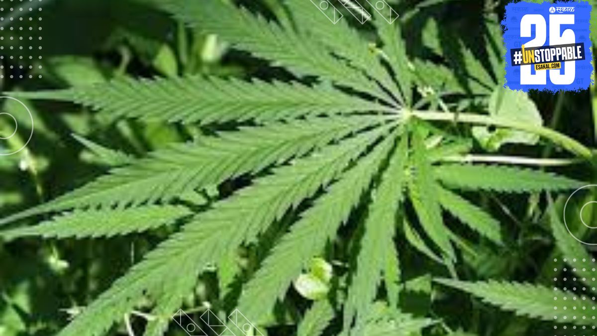 LCB team with the seized ganja and arrested accused in Nerle; Case filed at Kasegaon Police Station.