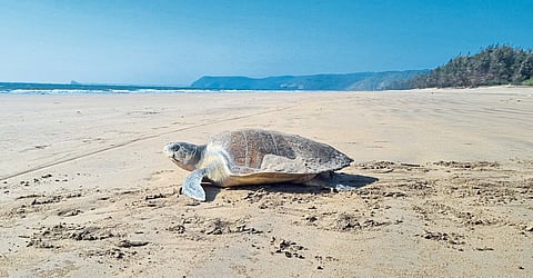 Olive Ridley Turtle
